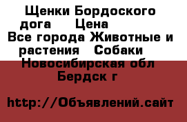 Щенки Бордоского дога.  › Цена ­ 30 000 - Все города Животные и растения » Собаки   . Новосибирская обл.,Бердск г.